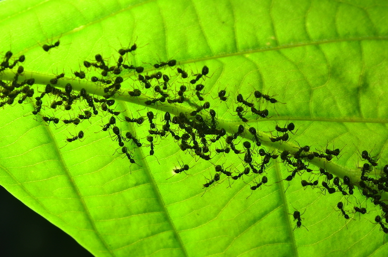 Mrówki w ogrodzie i w domu